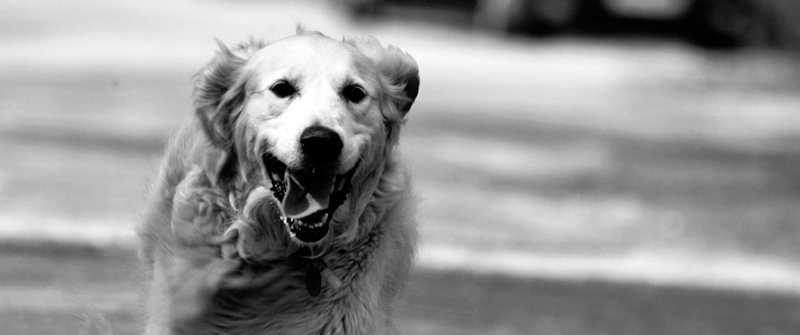 在线呼叫网页版